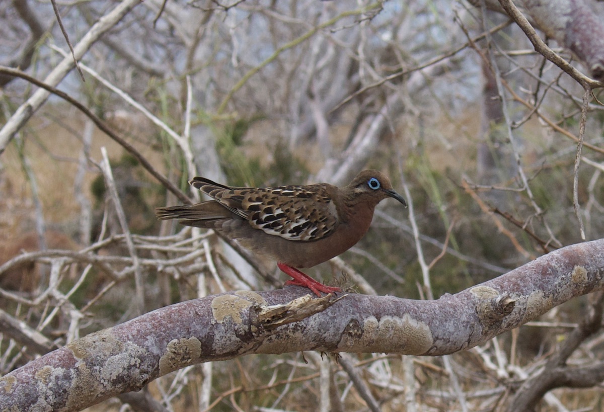Galapagos-Taube auf North Seymour Island