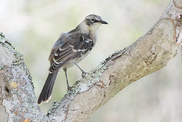 Galápagos-Spottdrossel