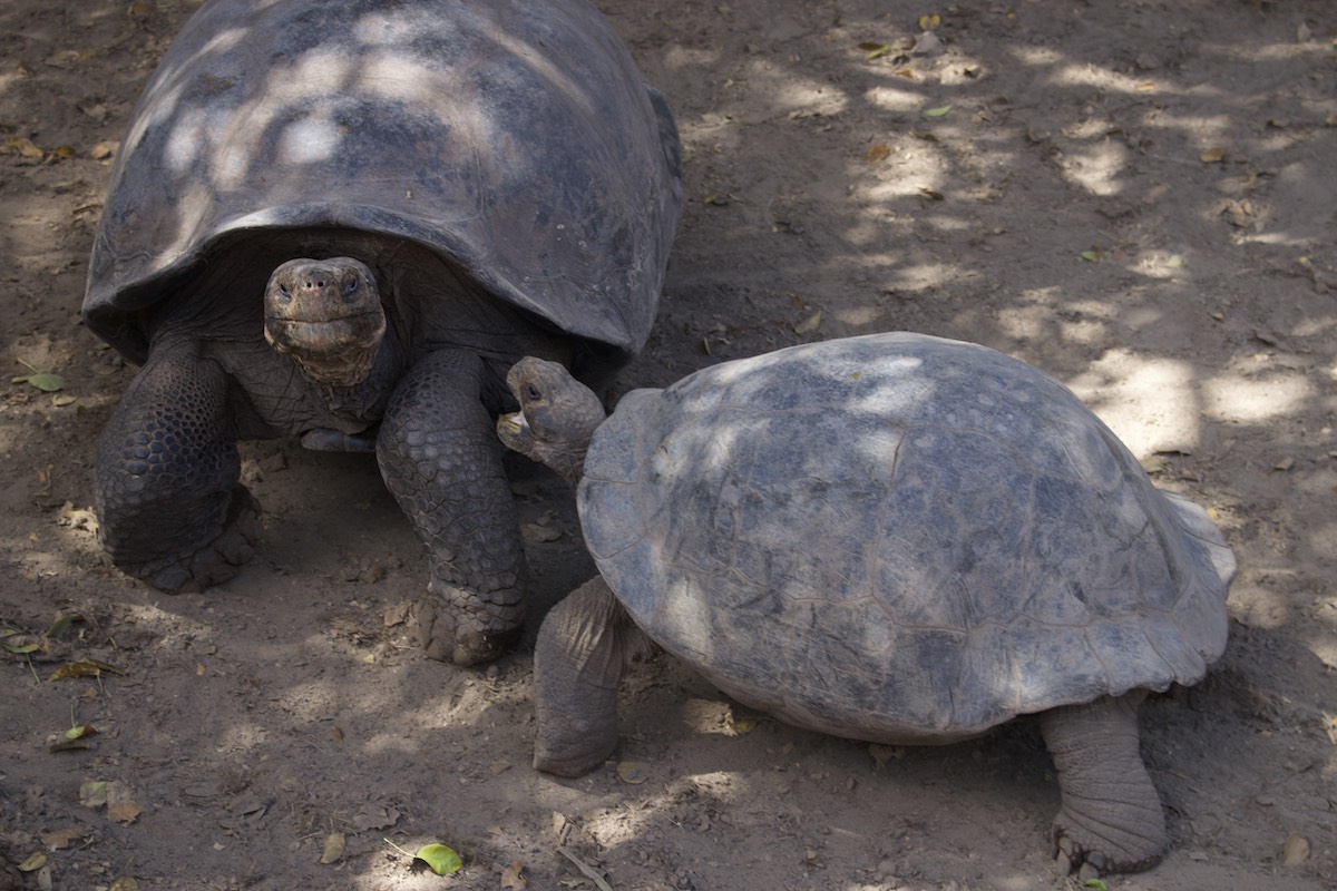 Galapaguera de Cerro Colorado, San Cristobal, Galapagos