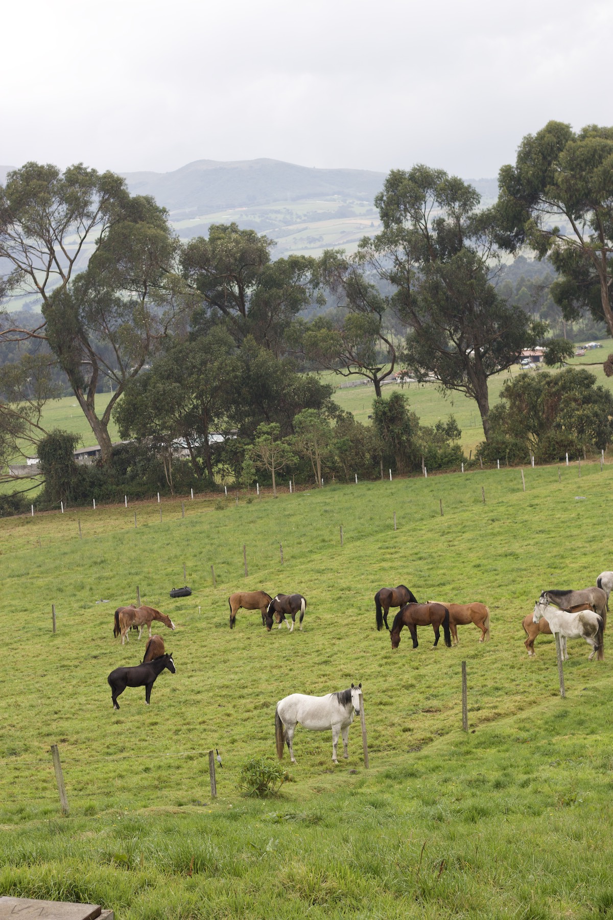 Farm animals (horses) in Ecuador mainland