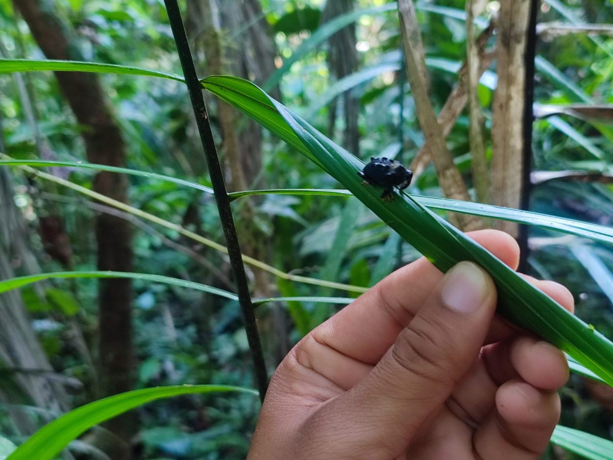 Selva tropical en el Parque Nacional Yasuní