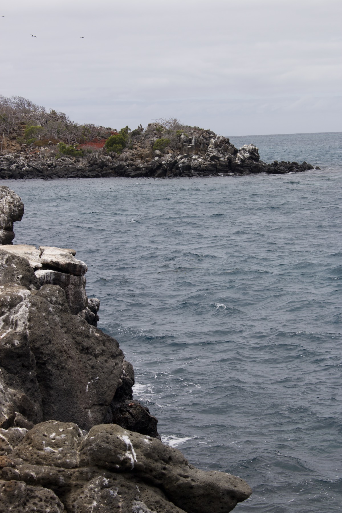 North Seymour Island in October