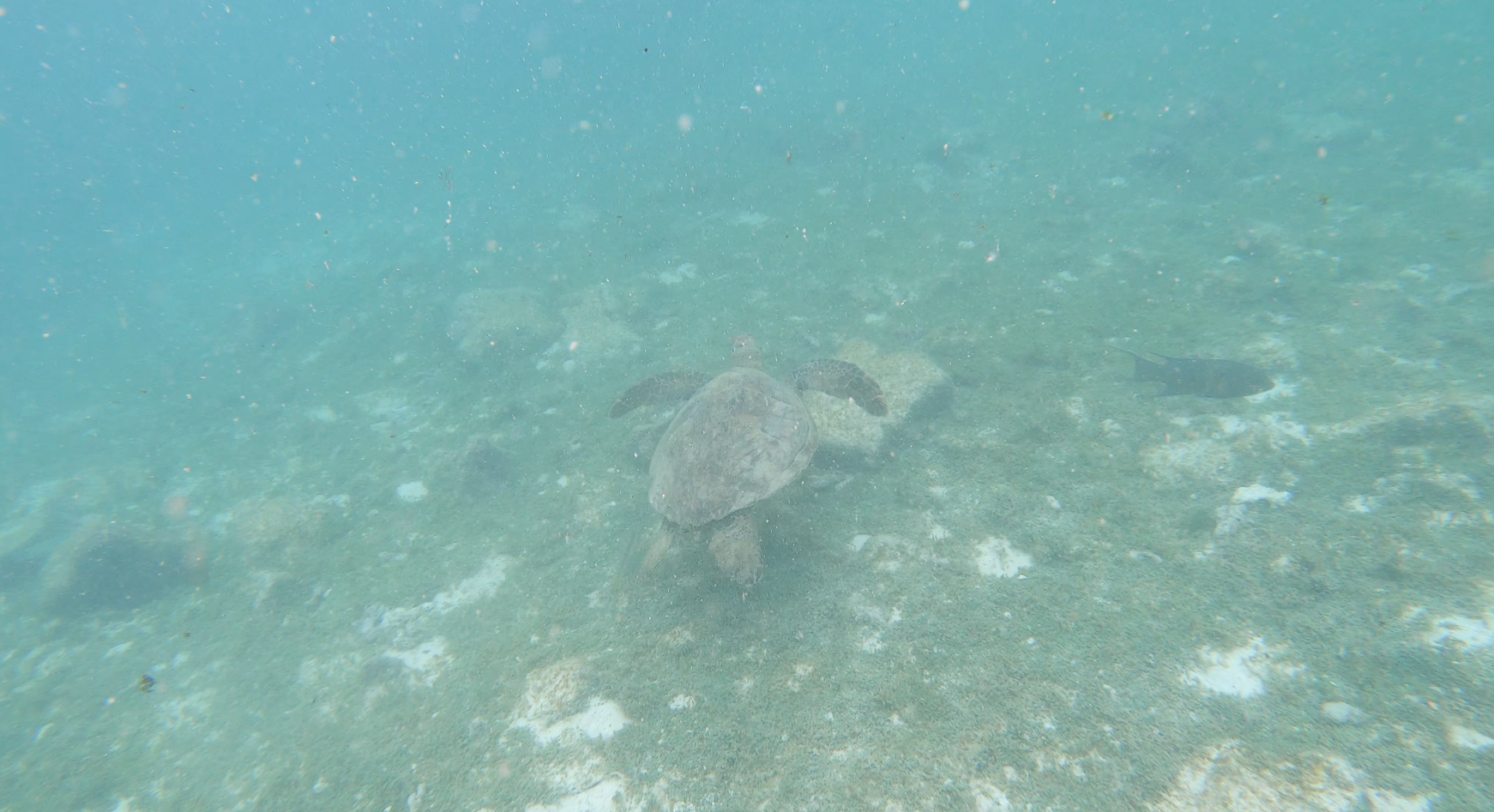 Watching turtle while snorkelling at North Seymour Island (Mosquera Islet)