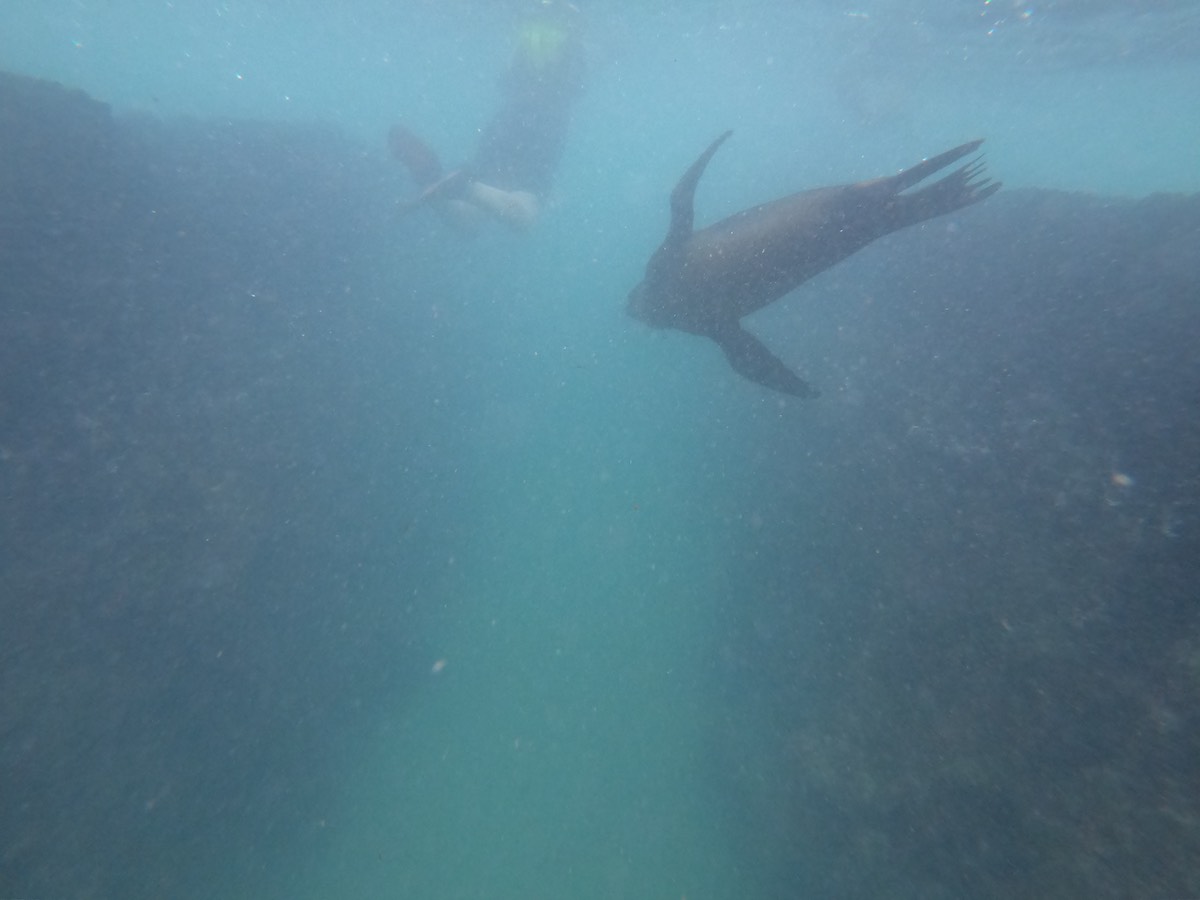 Sealions at Floreana Island Galapagos
