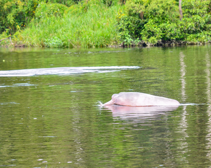 Rosa Delfin während der Tour auf dem Amazonas in Ecuador eingefangen