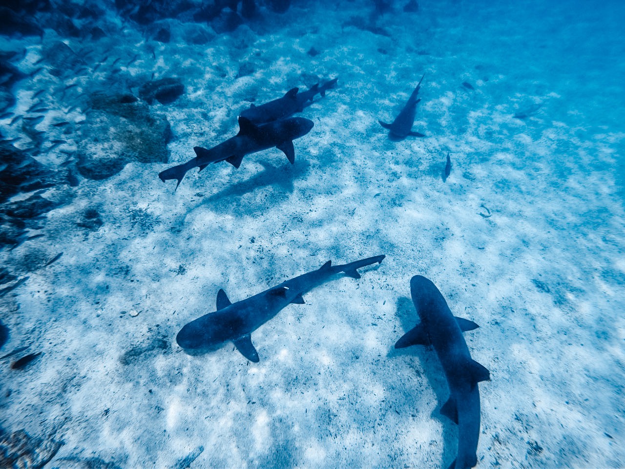 Galapagos-Haie auf der Insel Pinzon