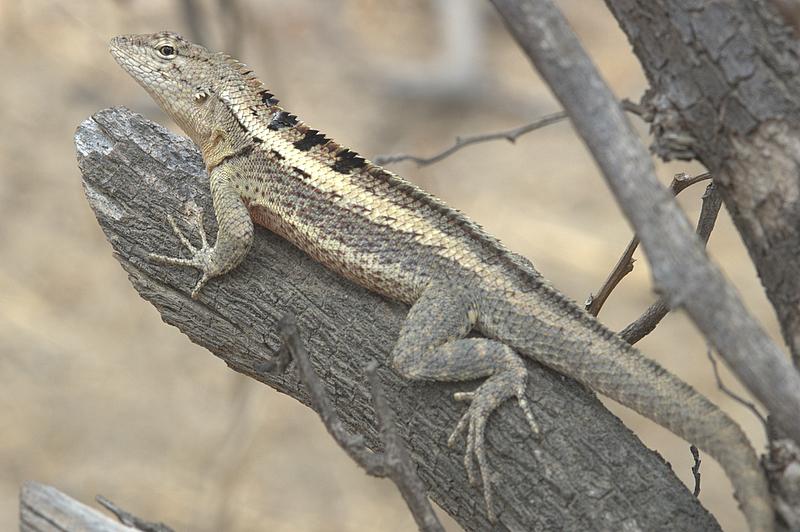 lagartija de lava galápagos